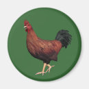 Search for cock magnets Bird