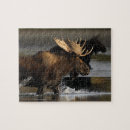 Search for moose puzzles Outdoors