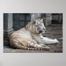 Search for predator art Wild cat