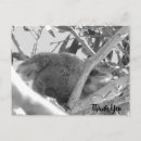 Search for australia cards Tree