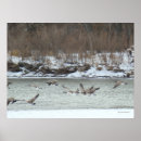 Search for geese posters Wildlife photography
