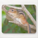 Search for chipmunks electronics Rodent