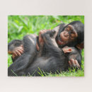Search for chimpanzees Two animals