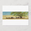 Search for hereford cow postcards Cattle