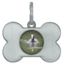 Search for coots Nature