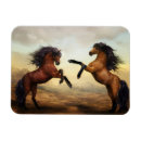 Search for stallions Mustangs