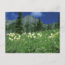 Search for mt rainier postcards National park