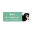 Search for mountain dog return address labels Bernese