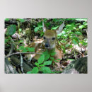 Search for whitetail deer posters Wildlife