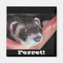 Search for ferret magnets Weasel