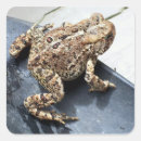 Search for frog teacher stickers Frogs