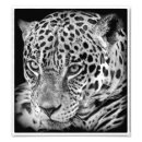 Search for exotic cats posters Nature