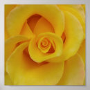Search for rose petals posters Floral