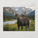 Search for canadian souvenirs postcards Banff