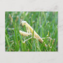 Search for mantis postcards Garden