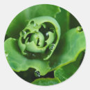 Search for close stickers Botanical