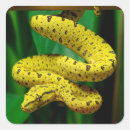 Search for python stickers Pet