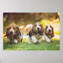 Search for basset hound posters Dog