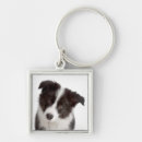 Search for border black and white key rings Border collie puppy