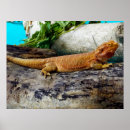 Search for bearded dragon art Pet
