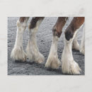 Search for percheron postcards Driving