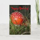 Search for agaric Fairy