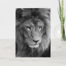 Search for lion portrait cards African