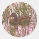Search for wild duck stickers Mallard