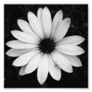 Search for daisy picture posters Black and white