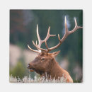 Search for danita delimont magnets Bull elk