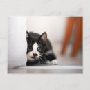 Search for black kitten postcards Pet