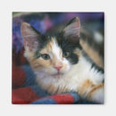 Search for calico magnets Orange