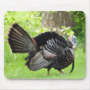 Search for wild turkey electronics Thanksgiving