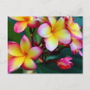 Search for plumeria postcards Nature