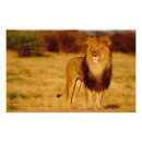 Search for namibia art Lion