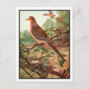 Search for mourning dove Ornithology