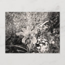 Search for black and white photography postcards Pictures