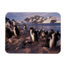 Search for adelie magnets Wildlife