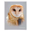 Search for raptors posters Owls