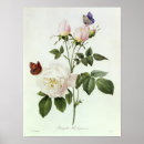 Search for pierre joseph redoute posters Botany