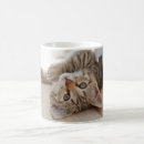 Search for baby kitten mugs Domestic animals