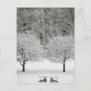 Search for adirondack postcards Chair