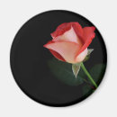Search for single rose magnets Floral