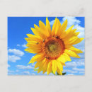Search for yellow sunflowers postcards Summer