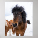 Search for funny horse posters Foal
