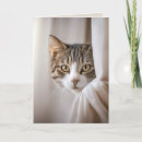 Search for curtains cards Cat