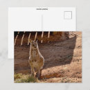 Search for sanctuary postcards Tourism