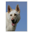 Search for white german shepherd postcards Bob and pam langrish