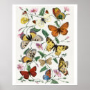 Search for colorful butterflies posters Insects