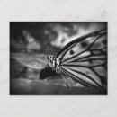Search for flutter postcards Insect